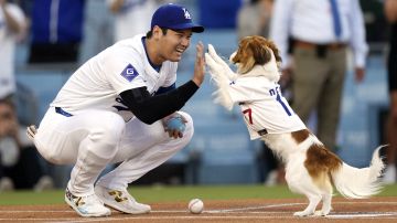 Los Angeles Dodgers' Shohei Ohtani congratulates his dog Decoy after Decoy delivered the ceremonial first pitch prior to a baseball game between the Dodgers and the Baltimore Orioles, Wednesday, Aug. 28, 2024, in Los Angeles. (AP Photo/Mark J. Terrill)