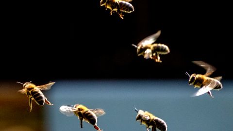 Bees fly in front of a beehive in the outskirts of Frankfurt, Germany, Monday, April 8, 2024. (AP Photo/Michael Probst)