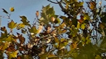 Se registró una marcada caída en las entradas de inmigrantes indocumentados a los EE.UU. en julio.