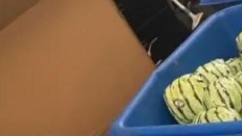 Droga en sandías falsas