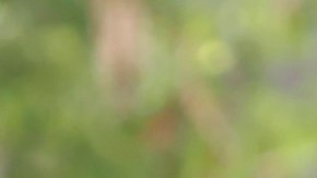 11 de los sospechosos arrestados en el operativo en Florida fueron acusados ​​de trata de personas.