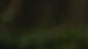 Gavin Newsom, gobernador de California