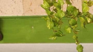 Líderes migrantes piden que se no se cierre la Secretaría del Migrante de Guanajuato. (Fotos Dra. Martha Esquivel de Zamora)