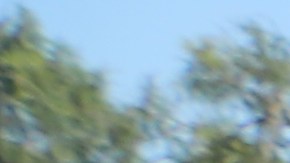 La niñez e parte fundamental del festejo oaxaqueño.