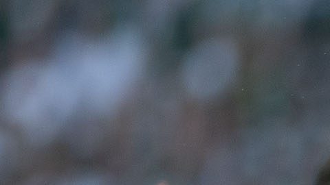 Moscú, Rusia, 17 de junio de 2018. , durante el juego de la primera fase del Grupo F de la Copa Mundial de la FIFA Rusia 2018, entre la Selección de Alemania y la Selección Nacional de México, celebrado en el Estadio Olímpico Luzhniki. Foto: Imago7/Ismael Arroyo