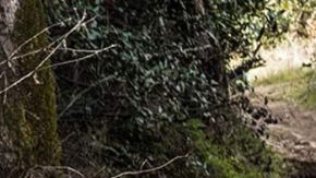 Jeep Compass detalles antes de su presentación en noviembre