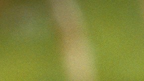 Se erradicaron las moscas de la fruta del Mediterráneo y Queensland en el sur de California.