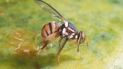 Se erradicaron las moscas de la fruta del Mediterráneo y Queensland en el sur de California.