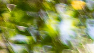 Magali Sánchez Hall, la activista por medio ambiente que entabla una demanda contra UCLA. (Fotos cortesía Tara Pixley)