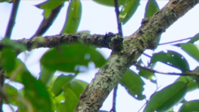 Secret Lives of Orangutans