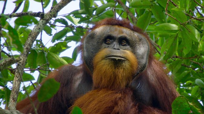 Secret Lives of Orangutans