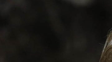 Donald Trump, expresidente estadounidense