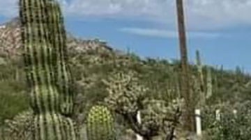 Violencia en Sonora