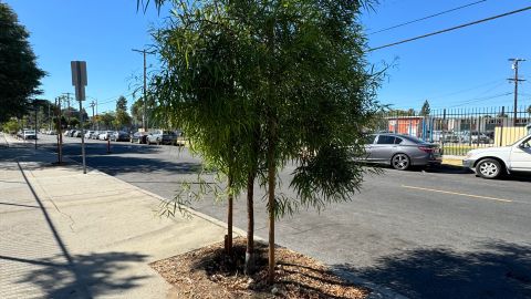 La Pacoima Charter School fue una de las escuelas beneficiadas con el proyecto de plantación de árboles en Pacoima y Sun Valley.