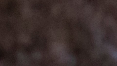 El bebé sufrió un traumatismo grave en el cuerpo por el ataque de los perros en Nueva York.