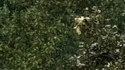 La causa de la explosión de la casa en Maryland está bajo investigación.