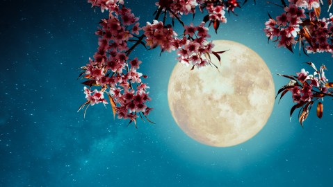 La luna llena de agosto influye en los 12 signos del zodiaco chino.