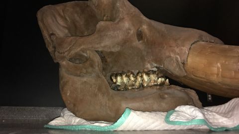 Sorprendente hallazgo del cráneo de un mastodonte en Iowa