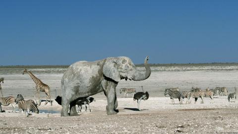 ¿Ayudará disparar a los animales salvajes a combatir la sequía en Namibia?