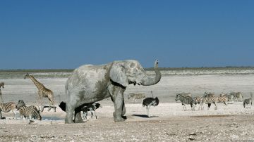¿Ayudará disparar a los animales salvajes a combatir la sequía en Namibia?