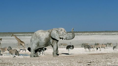 ¿Ayudará disparar a los animales salvajes a combatir la sequía en Namibia?