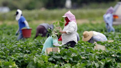 La agricultura perdería a miles de trabajadores indocumentados si Trump resulta electo y realiza deportaciones masivas.