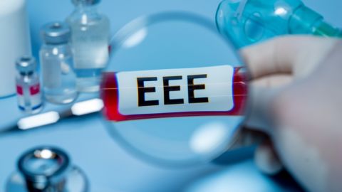 Autoridades detectan cuarto caso humano de EEE en Massachusetts