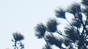 A fire-ravaged property is seen after the Bridge Fire swept through Thursday, Sept. 12, 2024, in Wrightwood, Calif. (AP Photo/Eric Thayer)
