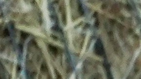 El exvicepresidente republicano Dick Cheney anunció que votará por Kamala Harris.