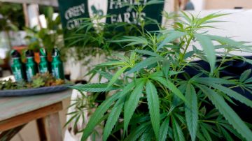 FILE - In this Sept. 28, 2017, file photo, Marijuana plants are displayed at the Green Goat Family Farms stand at "The State of Cannabis," a California industry group meeting in Long Beach, Calif. There will be no legal pot party in Los Angeles on Jan. 1. California kicks off recreational sales on New Year's Day, becoming the largest state in the nation with legal cannabis for adults. But Los Angeles officials announced Friday, Dec. 22, 2017, that dispensaries in the city won't be part of the celebration. The city won't begin accepting applications to sell legal recreational pot until Jan. 3, 2018, and it could take weeks before those businesses are properly licensed with the city and state. (AP Photo/Damian Dovarganes, File)