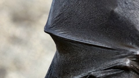 Estudio vincula muerte de murciélagos con fallecimiento de 1,300 niños en EE.UU.