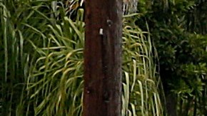 A Santa Barbara County deputy sheriff walks along the street near the scene of a shooting on Saturday, May 24, 2014, in Isla Vista, Calif. A drive-by shooter went on a rampage near a Santa Barbara university campus that left seven people dead, including the attacker, and others wounded, authorities said Saturday. (AP Photo/Jae C. Hong)