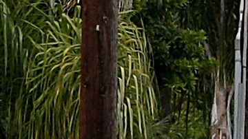 A Santa Barbara County deputy sheriff walks along the street near the scene of a shooting on Saturday, May 24, 2014, in Isla Vista, Calif. A drive-by shooter went on a rampage near a Santa Barbara university campus that left seven people dead, including the attacker, and others wounded, authorities said Saturday. (AP Photo/Jae C. Hong)