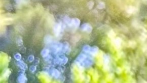 Ramona Guadalupe Germán Cota muestra una foto de su hijo Fabricio Germán en el hospital.