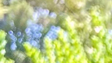 Ramona Guadalupe Germán Cota muestra una foto de su hijo Fabricio Germán en el hospital.