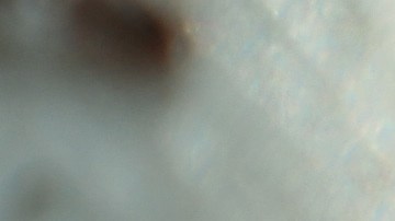 Las hormigas tienen un simbolismo en el Feng Shui.