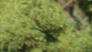 Jacqueline Meléndez pide que se atiendan sus denuncias por el acoso escolar que sufrió su hijo autista en la escuela.