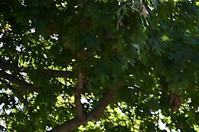 Arlington, Texas, Estados Unidos, 10 de septiembre de 2024. , Afición durante el partido de preparación del MEXTOUR 2024, entre la Selección Nacional de México y la Selección de Canadá, celebrado en el AT&T Stadium. Foto: Imago7/ Etzel Espinosa