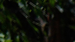 Homeless woman Courtney Debarge pulls a shopping cart at a homeless encampment next to the 405 Freeway in the Van Nuys section of Los Angeles, Friday, July 26, 2024. (AP Photo/Jae C. Hong)