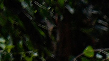 Homeless woman Courtney Debarge pulls a shopping cart at a homeless encampment next to the 405 Freeway in the Van Nuys section of Los Angeles, Friday, July 26, 2024. (AP Photo/Jae C. Hong)