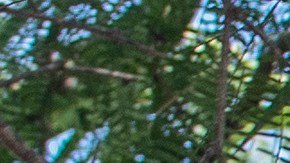 Migrantes en México piden a Sheinbaum libre tránsito y trato digno