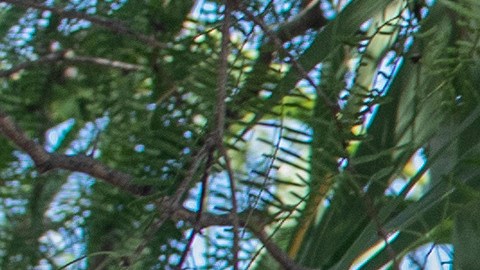 Migrantes en México piden a Sheinbaum libre tránsito y trato digno