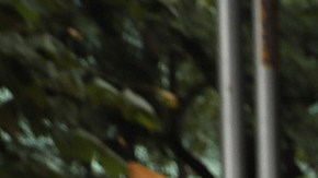 Senado en México bajo polémica; Yunes suple a su hijo y alista voto a favor de Reforma Judicial