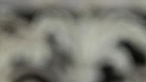 El Papa Francisco, líder de la iglesia católica