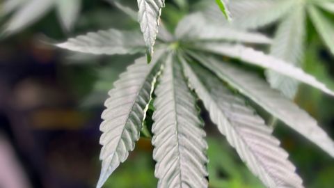 CRC, of Alabama, has 1,500 medical marijuana plants, shown here on July 23, 2024, growing at their Pike County, Alabama facility. The company is one of seven companies licensed to cultivate medical marijuana in Alabama, but the state's medical marijuana program is delayed because of disputes over other licenses. (AP Photo/Kim Chandler)