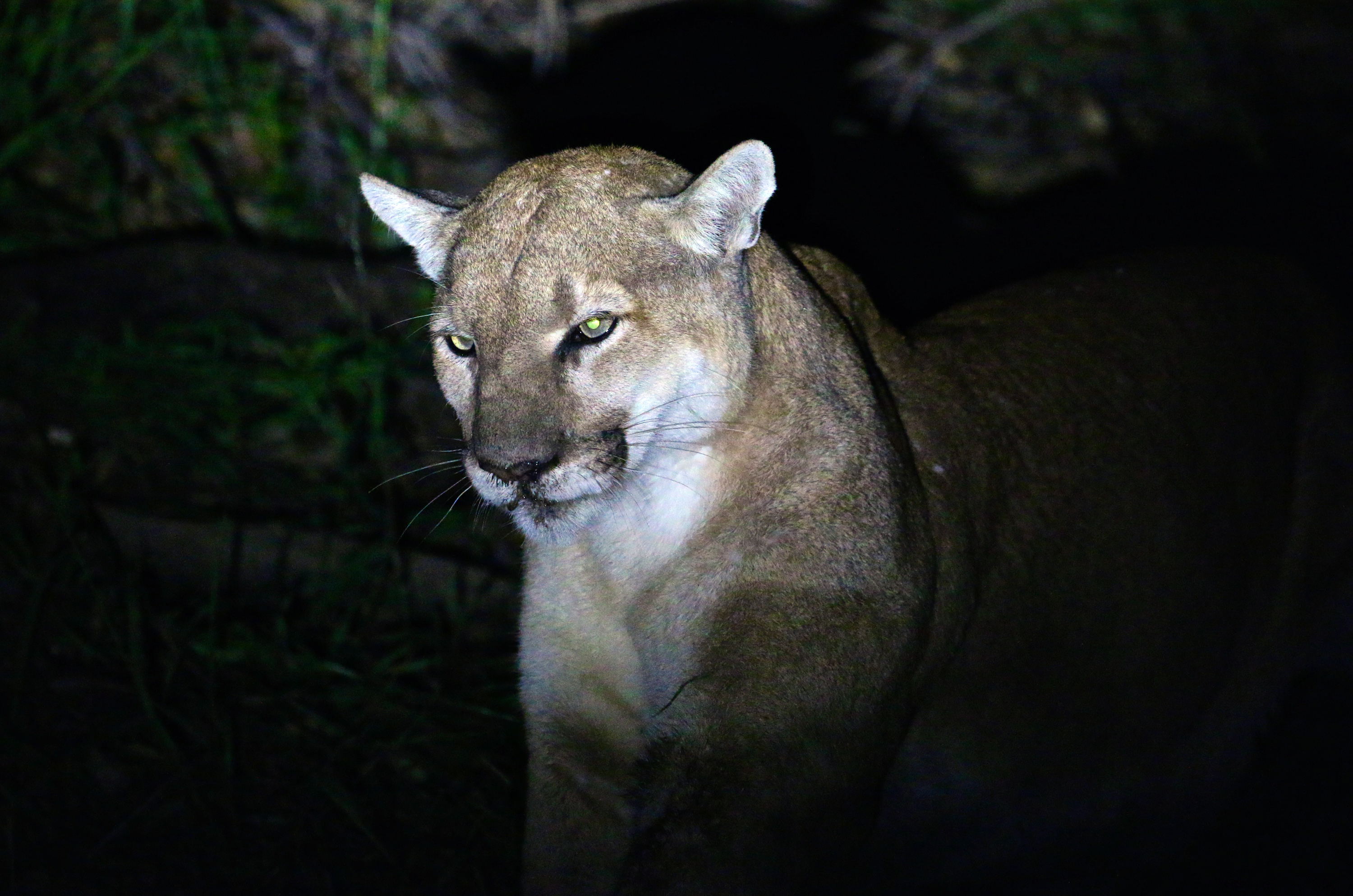 Peligroso encuentro Nino herido por puma en Los Angeles La Opinion