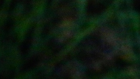 This May 7, 2015 photo provided by the National Park Service shows adult male mountain lion taken with a remote camera who is now known as P-41. National Park Service biologists captured the mountain lion in the Verdugo Mountains a small range surrounded by suburbs north of downtown Los Angeles on May 7, marking the first time a large carnivore has been studied in that small and isolated mountain range. The National Park Service says the adult male was outfitted with a GPS tracking collar and blood and tissue samples were collected before it was released. (National Park Service, via AP)