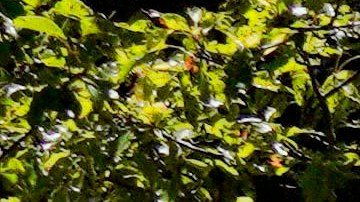 Neighborhood residents stop to take a photo of a damaged house in Rolling Hills Estates on the Palos Verdes Peninsula in Los Angeles County, on Monday, July 10, 2023. A dozen homes torn apart by earth movement on Southern California's Palos Verdes Peninsula during the weekend are likely to fall into an adjacent canyon. The homes were hastily evacuated by firefighters Saturday when cracks began appearing in structures and the ground. (AP Photo/Richard Vogel)