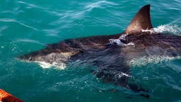 Turista muere tras perder una pierna en un ataque de tiburón mientras navegaba en España