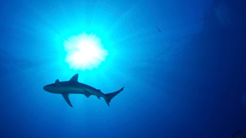 Los transmisores satelitales permitieron documentar el primer caso de depredación de marrajo sardinero.